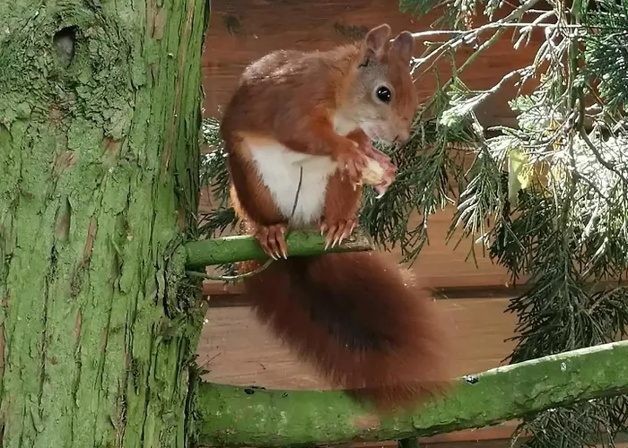 Dağ evi Rust-ique *